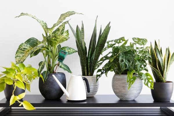 Collect a variety of indoor plants to form a collection.