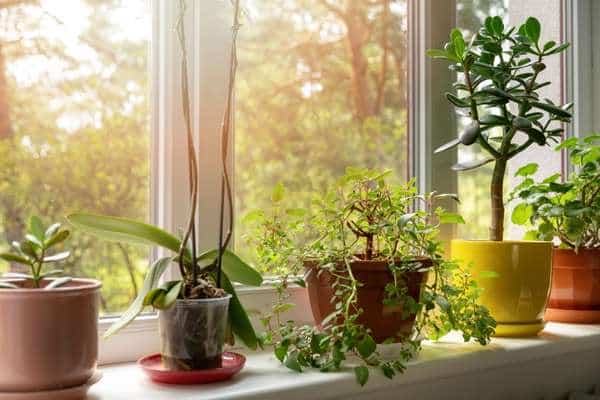 Plant flowers on windowsills in order to create a pleasing visual effect. Decorate a Living Room With Plants